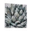 Echeveria - impression sur toile tendue-1377287169