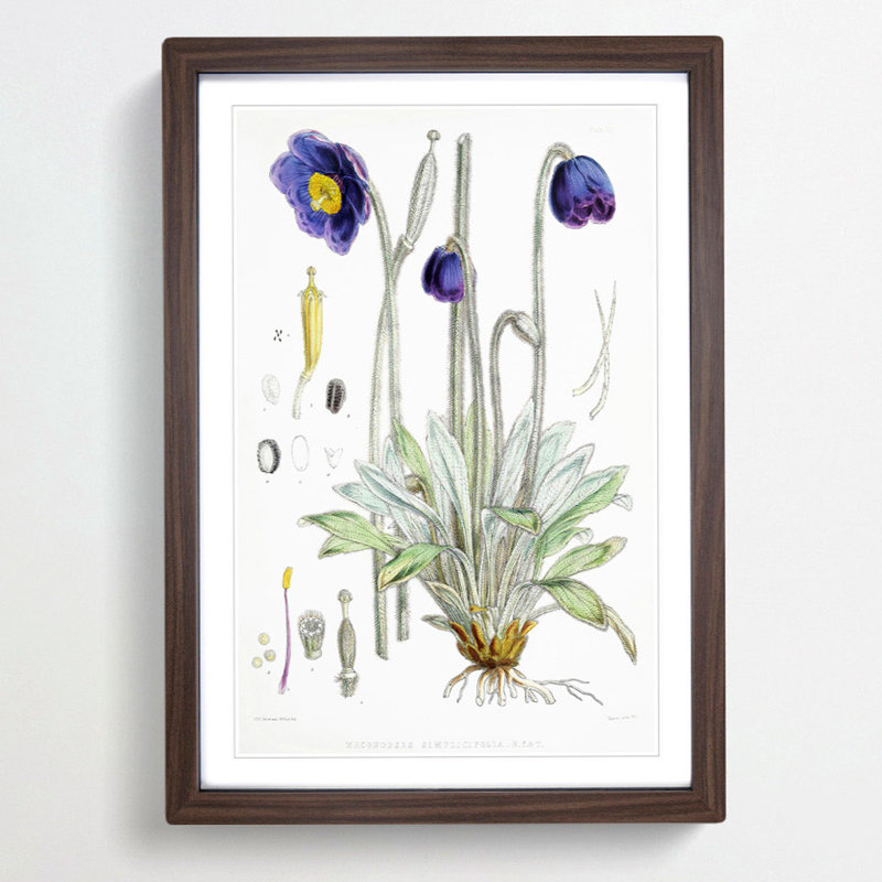 Himalayan Blue Poppy by W. H. Fitch - Picture Frame Painting Print on MDF, Walnut Framed, 48cm H x 36cm W x 2cm D