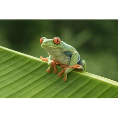 Tree Frog by Mark Kostich