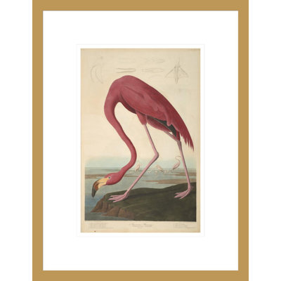 American Flamingo from The Birds of America 1827-38 by John James Audubon -Framed Giclee Print