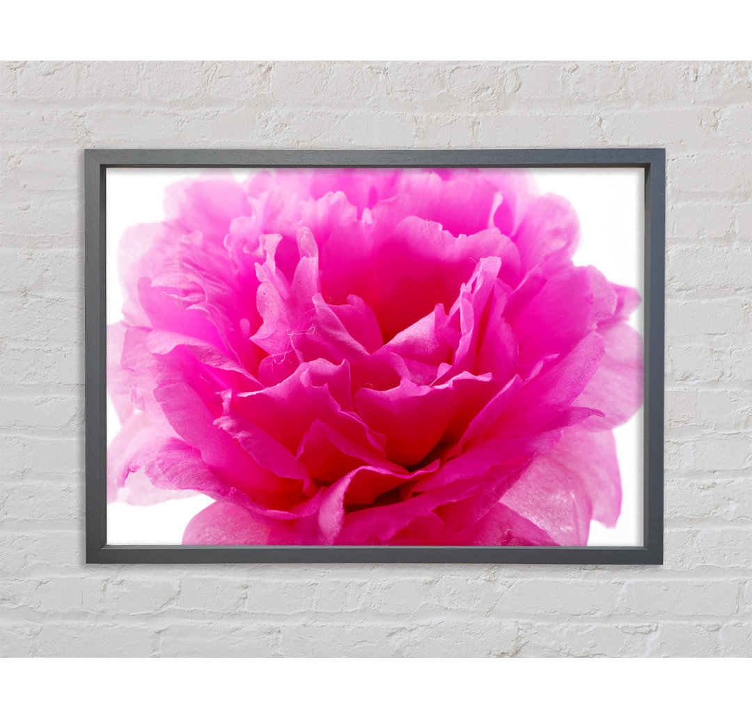 Pink Carnation Ruffles - Einzelner Bilderrahmen Kunstdrucke auf Leinwand