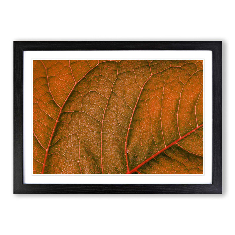 Leaf Veins - Picture Frame Photograph Print, 48cm H x 65cm W x 2cm D, Black Framed