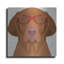 "Vizsla portant des lunettes de hipster 2" par les affiliés Furbaby-126861797