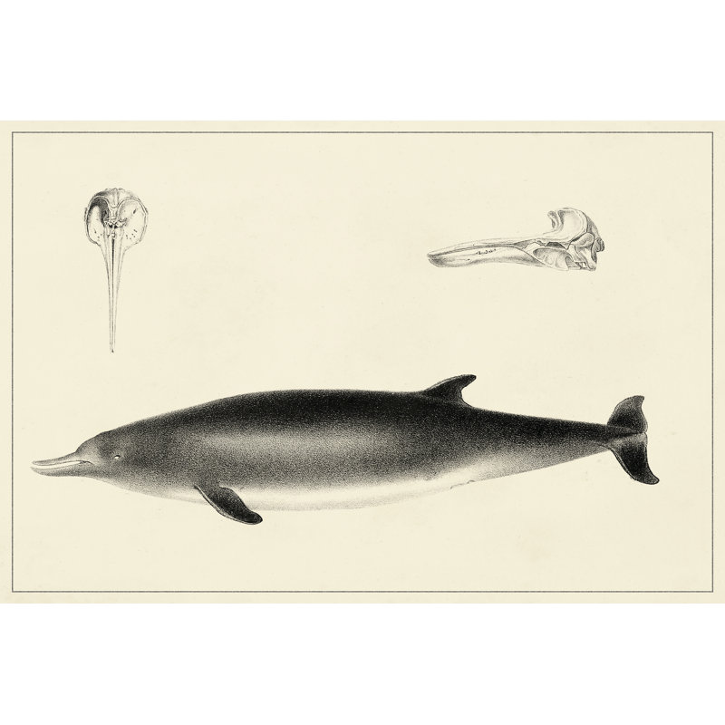 Antique Dolphin Study I - Wrapped Canvas Print, 30cm H x 46cm W x 3.8cm D