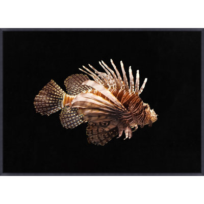 Firefish Framed Photographic Print Canvas