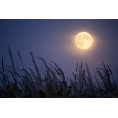 Harvest Moon by Jimkruger - Wrapped Canvas Print