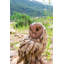 Statue de chouette effraie sur bois