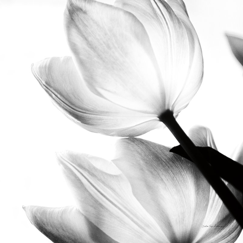 " Translucent Tulips II " by Debra Van Swearingen, 30" H x 30" W  , No, Maple Floater Framed