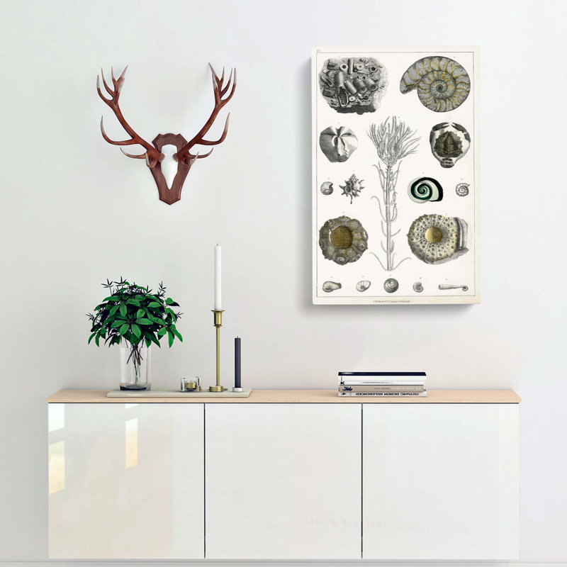 Collection Of Fossils III by Oliver Goldsmith - Wrapped Canvas Painting, 50cm H x 35cm W x 3cm D