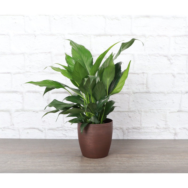 Live Peace Lily Plant in Classic Pot, Copper