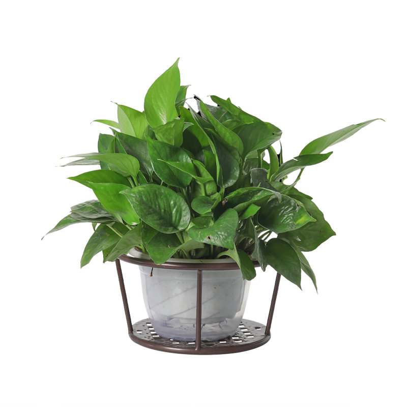Plant Hanger