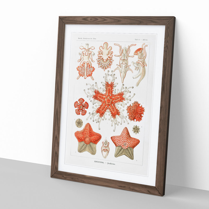 Asteridea Starfish by Ernst Haeckel - Framed Print, 48cm H x 36cm W x 2cm D, Walnut Framed