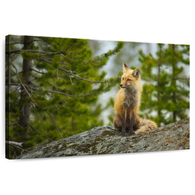 Renard roux Brampt