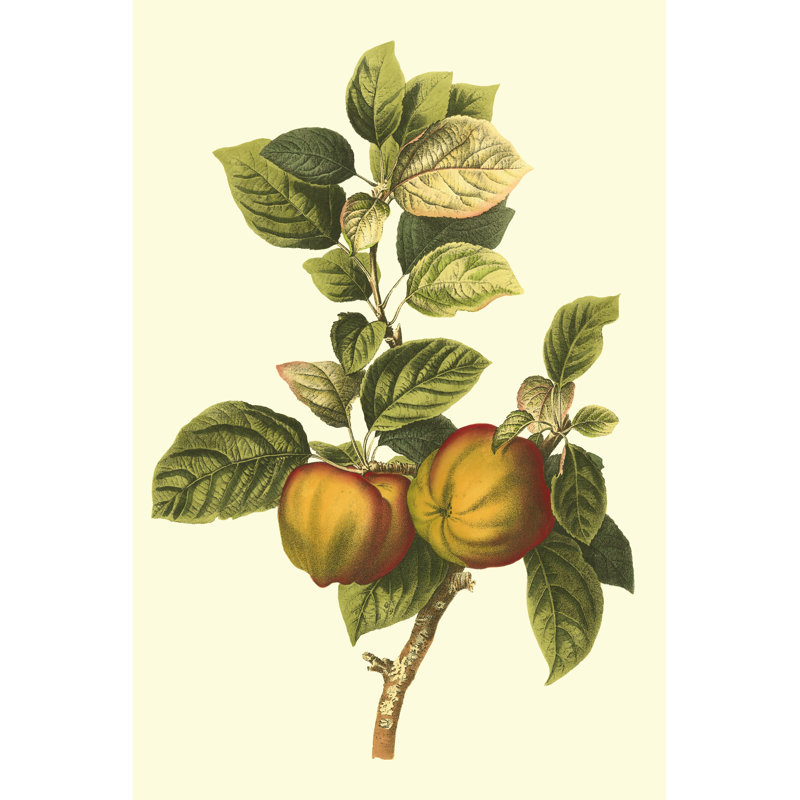 Printed Bessa Apple (MP) by Pancrace Bessa - Wrapped Canvas Art Prints, 46cm H x 30cm W x 3.8cm D