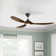 Franny Ceiling Fan with LED Lights