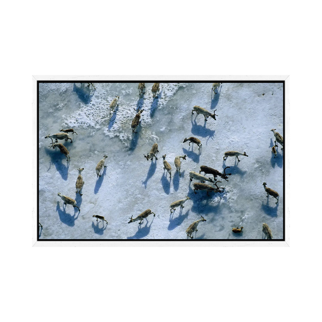 The Central Arctic Caribou Herd On A Snow Bank Near The Edge Of The Arctic National Wildlife Refuge von Joel Sartore - G...