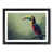 Black Framed selected