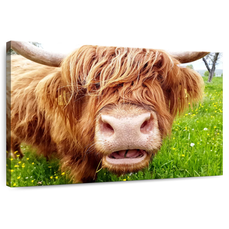 Brampt Long Hair Cow, 30" H x 45" W
