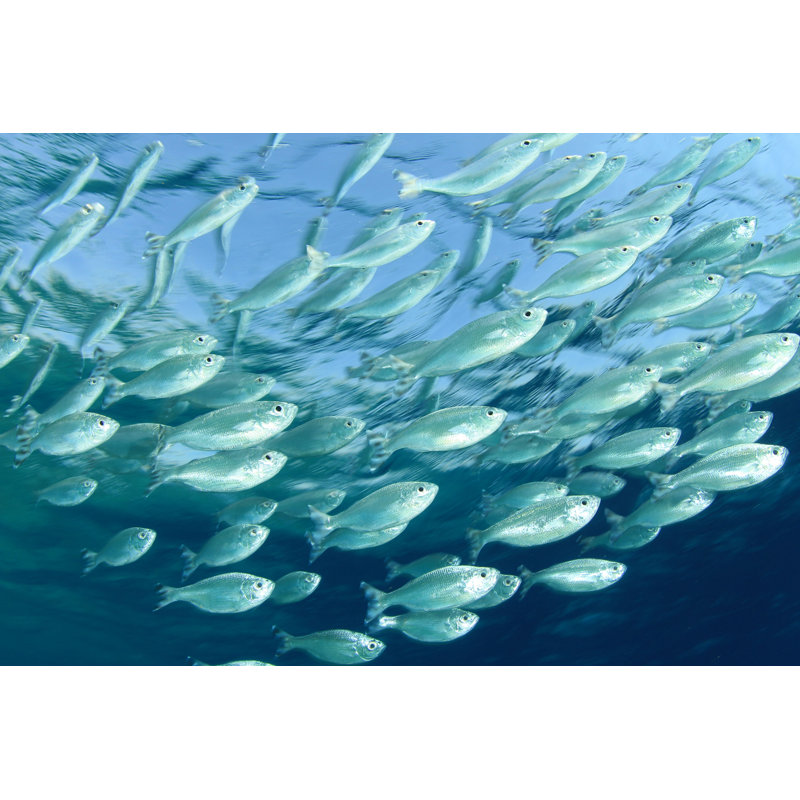 Janel School Of Mackerel Fish - Photographie sur toile tendue, H 8 po x l 12 po