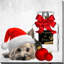 «Christmas Holiday Yorkie (Square)» par By Jodi - impression-897465634-897465635