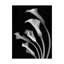 «Calla Lilies 3 Black and White» par Dosta, impression sur toile tendue-29227566