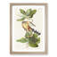 Mangrove Cuckoo by John Audubon - Framed Print-55575672-55575673