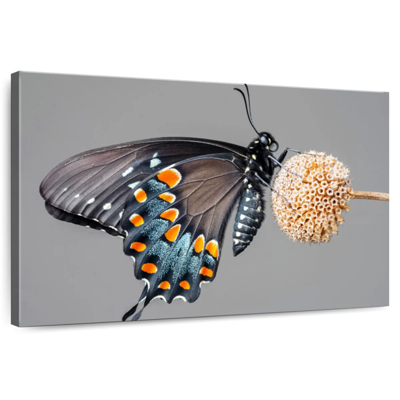 Papillon machaon noir Brampt