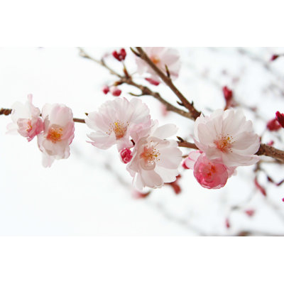 Cerisier en fleurs - Photographie sur toile tendue