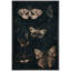 Moth Butterfly Moody, gothique, animaux, peinture florale foncée-101143153-101143157