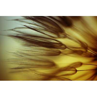 Dandelion Seed by Jasmina007