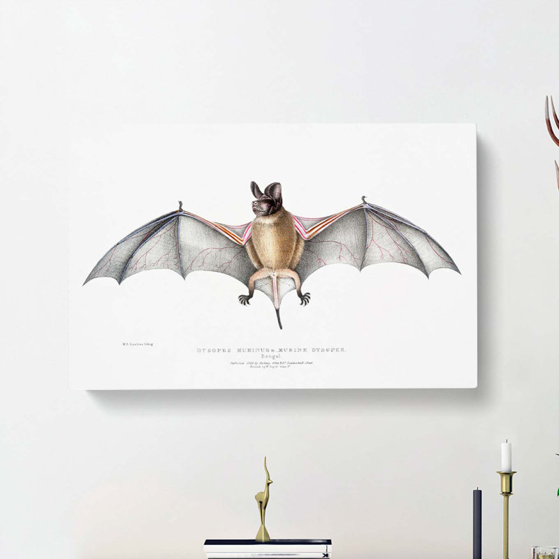 Bat Illustration by John Edward Gray - Wrapped Canvas Painting, 35cm H x 50cm W x 3cm D