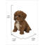 Bébé Cavapoo-67579694