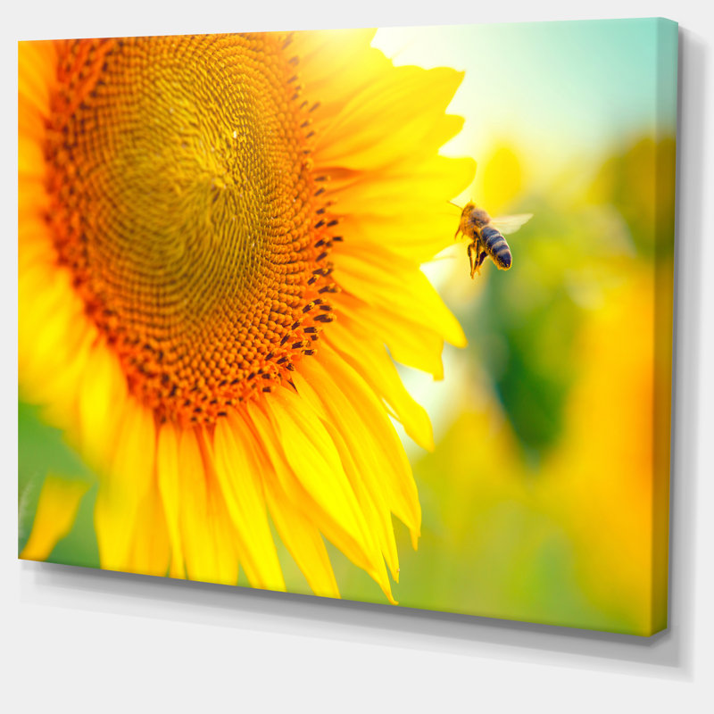 «Beautiful Sunflowers Blooming», reproduction de photo sur toile tendue, H 8 po x l 12 po