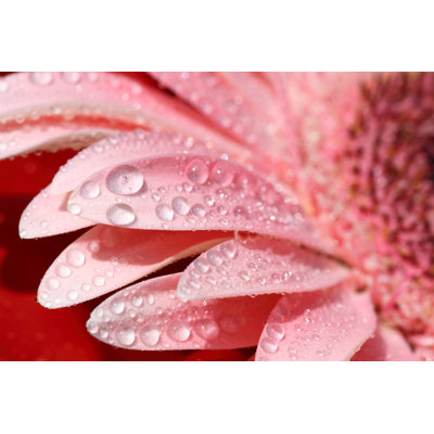 Red Flower by Savushkin - No Frame Print on Canvas