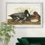 " Scaup Duck "-1857318962-1857318965