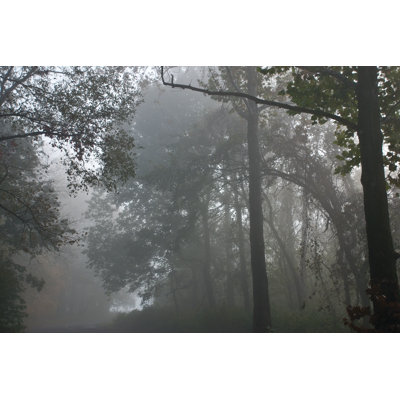 Foggy Forest 2 - Wrapped Canvas Print