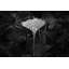 Ginkgo Print by Scott Norris-2086337023
