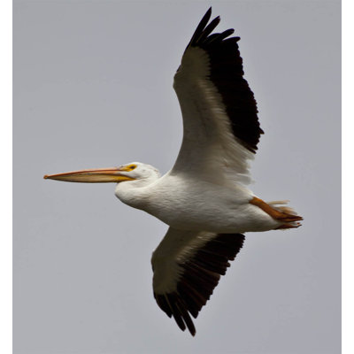 Schmeltzer Pelican - impression d'art graphique