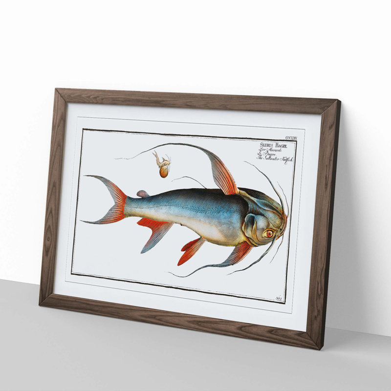 Saltwater Catfish by M.E. Bloch - Picture Frame Painting Print, 36cm H x 48cm W x 2cm D, Walnut Framed