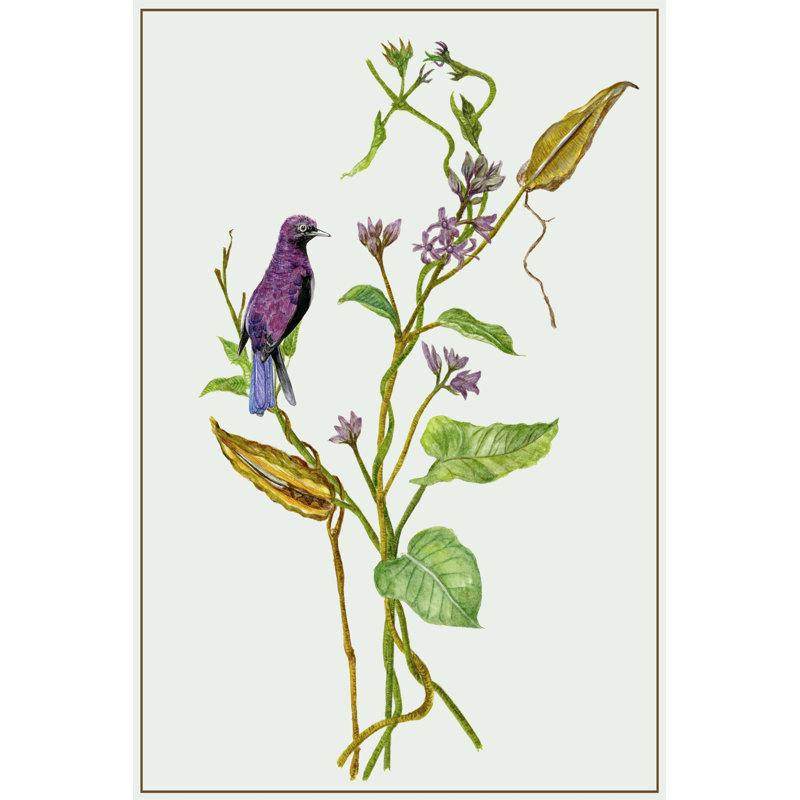 Metaplexis Japonica I - Wrapped Canvas Print, 122cm H x 81cm W x 3.8cm D