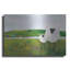 «Sheep In The Meadow» par Phyllis Adams-2079686833