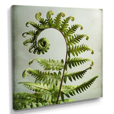 Art mural botanique fougère, feuille de spirale, impression de nature - fougère spirale