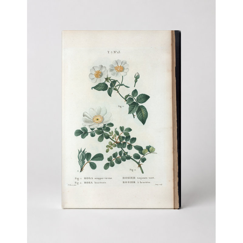 Rosa sempre virens et Rosa bracteata (rose toujours verte et rose Macartney) - art mural sur toile, 20" W x 16" H