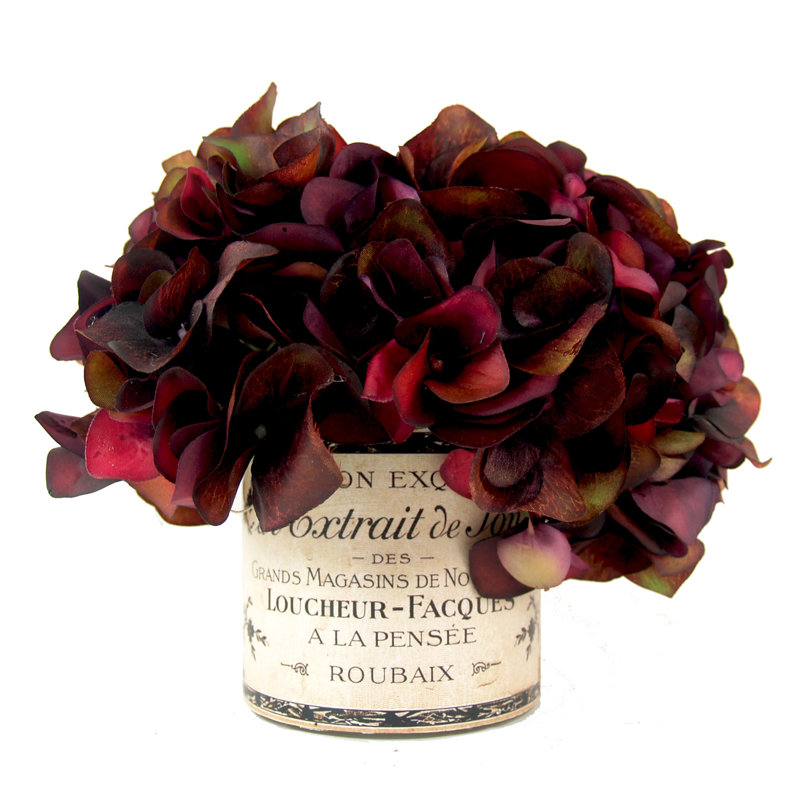 Spring Additions Burgundy Hydrangea in French Label Pot