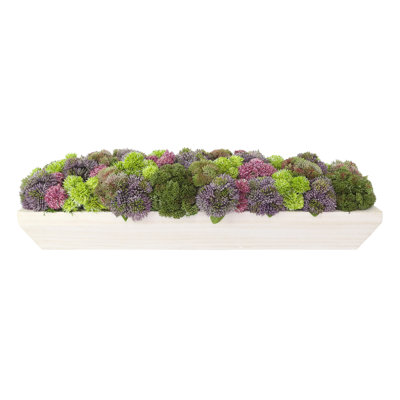 Assorted Sedum and Moss Arranged in Wood Planter
