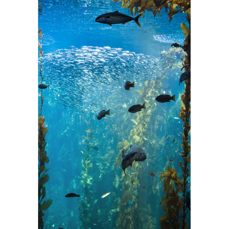 Sea life and fish underwater, 46cm H x 30cm W