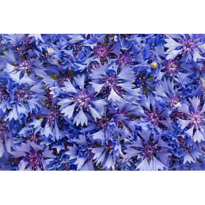 Throssell Cornflowers - Wrapped Canvas Print