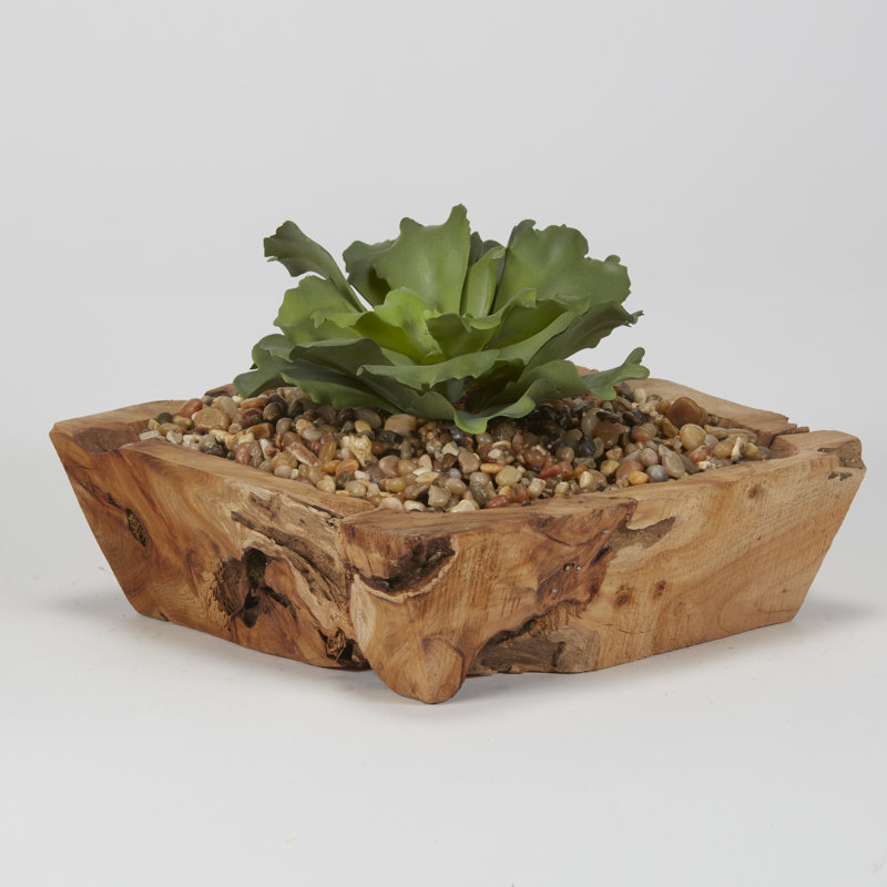 Double pot à fleurs Echeveria