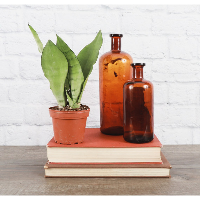 Snake Plant (Sansevieria) Plant in Nursery Pot, Brown