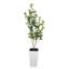 Faux Plant-216967048